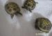 Suchozemské korytnačky - stepné