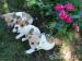 Jack Russell terier