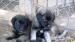 Estrelský pastiersky pes, Portugalský Leonberger