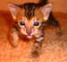 Bengálská koťata s PP odběr říjen a listopad