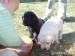 Steniatka Labrador retriever, 3 cierni psici