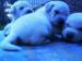 Šteniatka labradorov po čistokrvných rodičoch