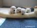 West highland white terrier