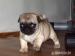 Mops