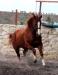 Žrebec Quarter horse, nar. 2006