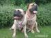 Bullmastiff s PP