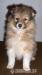 Šteniatka Sheltie