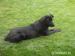 Čierny vycvičený labrador