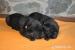 Labrador, čierne šteniatka s PP