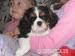 Cavalier King Charles spaniel s PP