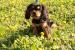 Cavalier King Charles Spaniel s PP