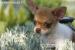 Chihuahua - piesek z rodowodem