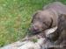 Čokoládové štěně Chesapeake bay retrievera