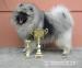 Německý špic vlčí / keeshond