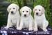 Štěňata Labrador Retriever s PP