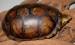 Kinosternon leucostomum postinguinale