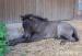 Shetland pony s plným PP - hřebeček