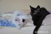 Čierne a biele mačiatka