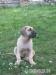 Dogo Canario