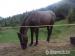Slovenský teplokrvník, 1,5 ročný žrebec