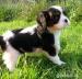 Kavalír King Charles Spaniel s PP