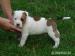 Americký stafordšírský teriér