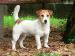 Jack Russell Terrier s PP - maznáčik !!!