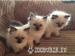 Pedigree GCCF Registered Ragdoll Kittens