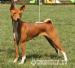 Basenji