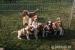 Welsh springer spaniel