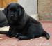 Labrador retriever, krásná černá štěňátka s PP