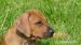 Rhodéský ridgeback