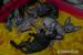 Kocięta rodowodowe Don Sphynx, Sfińks Doński