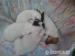 Jack Russel