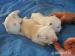 West highland white terrier