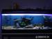 Rybičky Dubois maswa + akvárium 300l