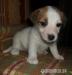 Jack Russell Teriér-štěňata s PP