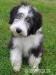 Štěňátko bearded collie s PP