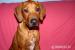 Rhodéský ridgeback štěně
