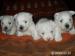 West highland hwite terrier