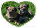 Štěňata Border terrier s PP