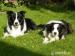Border collie s PP