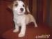 Jack Russell Teriér s PP