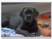 Cane Corso s PP