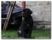 Fenka s PP Cane Corso 