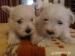 West highland white terrier