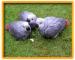 Krotké mláďatá papagája sivého 