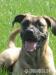 Bandog