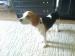 Piesek rasy beagle