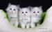 Ragdoll - cudowne kociaki z hodowli Koc-Pol Cat